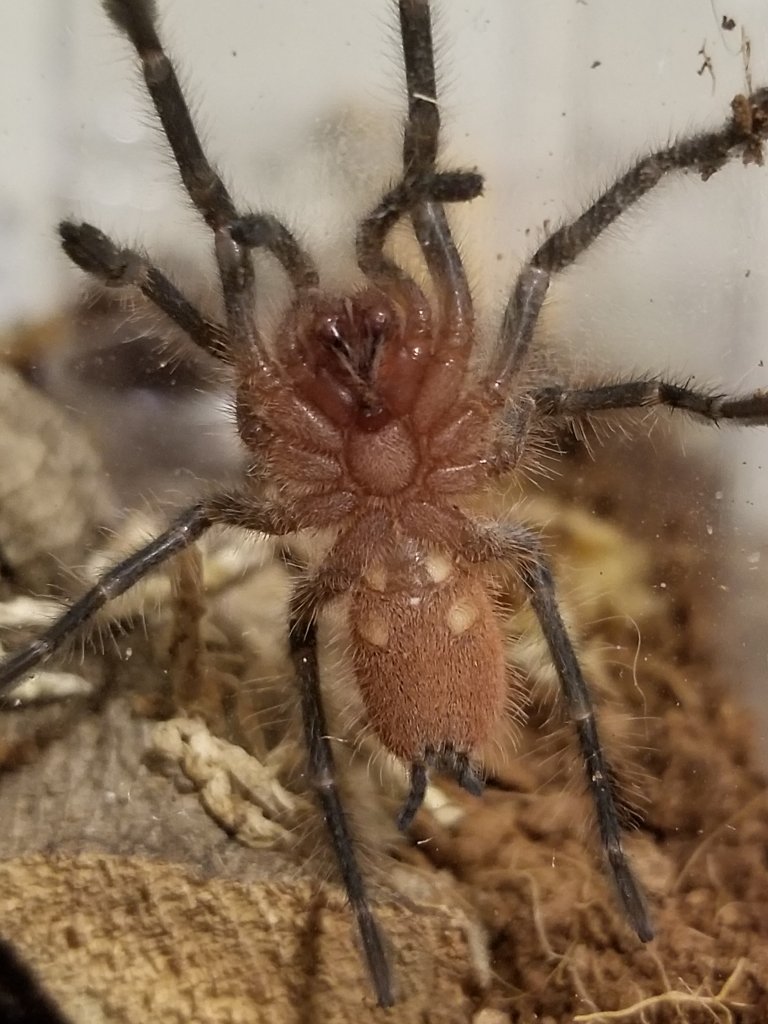 Male or Female Pamphobeteus machala?