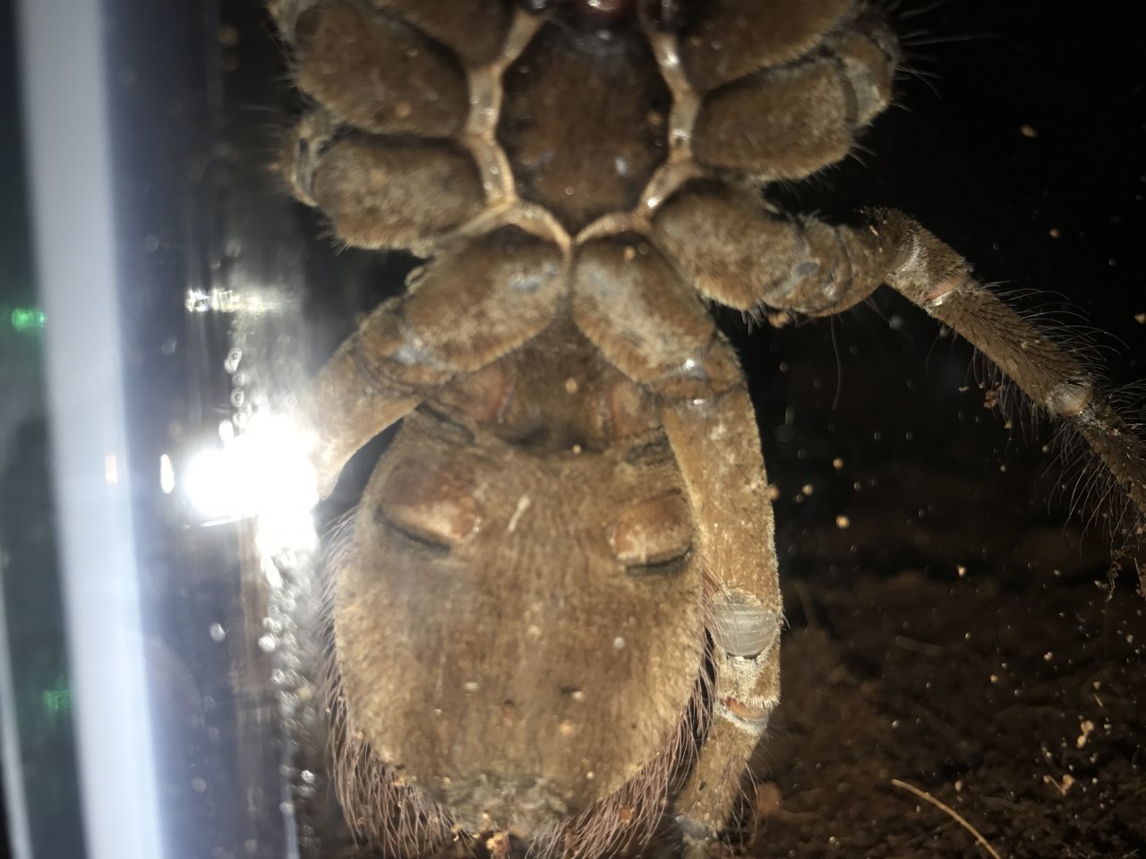 Male or female?