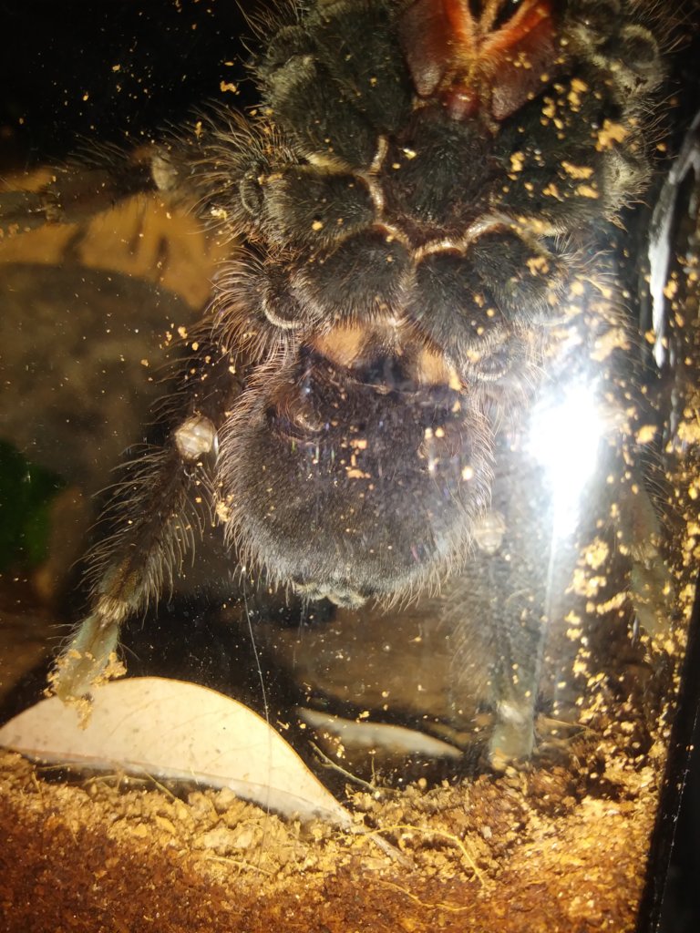 Male or Female?