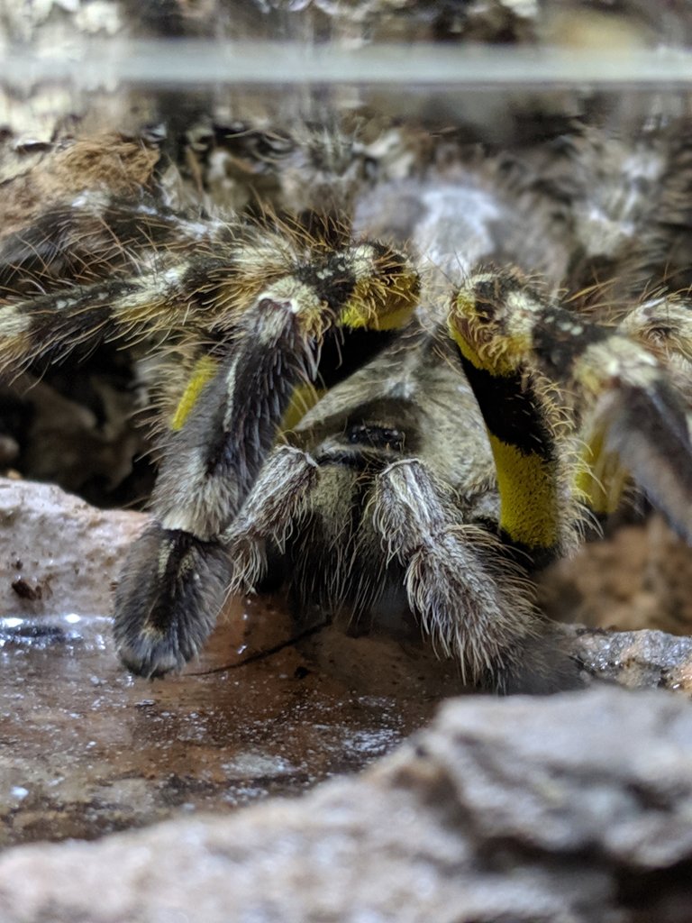 Male P. Regalis