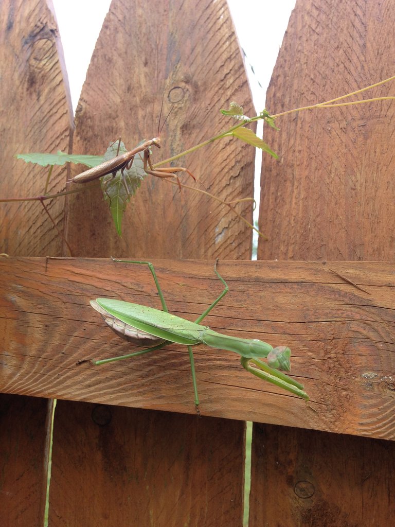 Mantis_pair