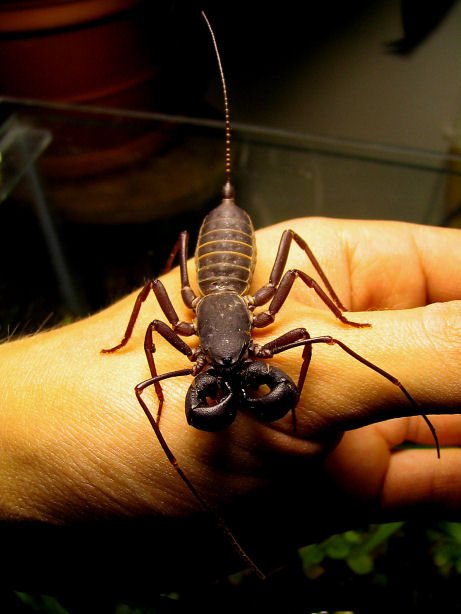 Mastigoproctus giganteus, male