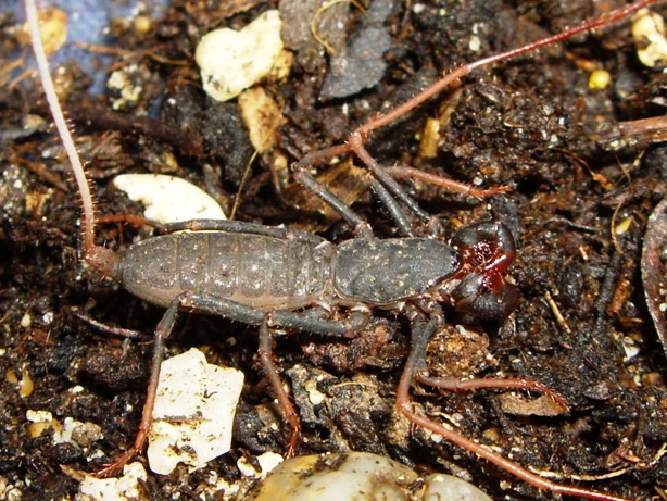 Mastigoproctus proscorpio from Dominican Republic