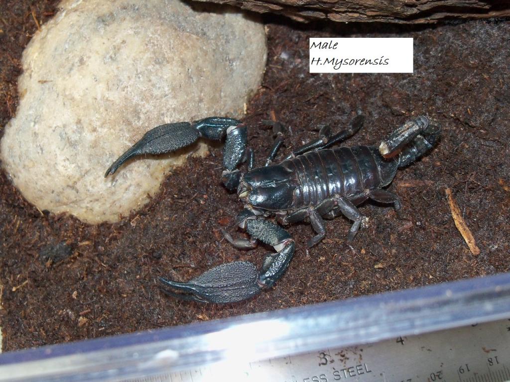 Mating pair of Heterometrus Mysorensis