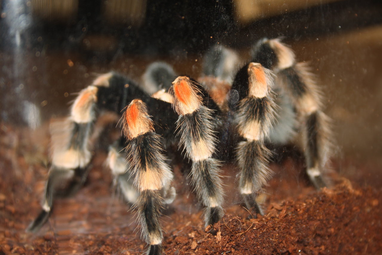 Mature B. Smithi Pictures 033