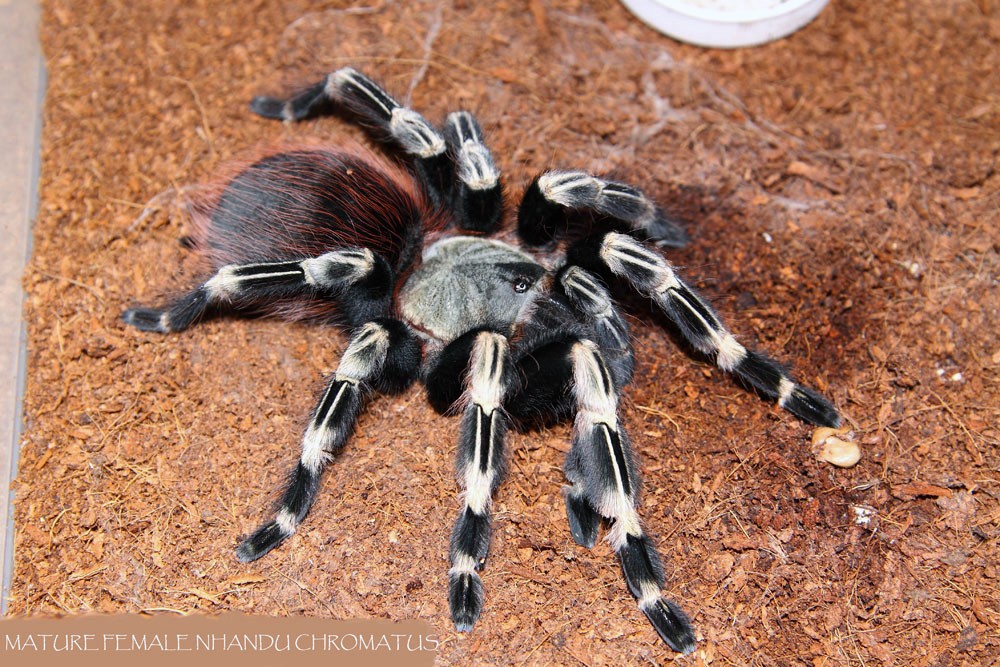 Mature Female Nhandu Chromatus