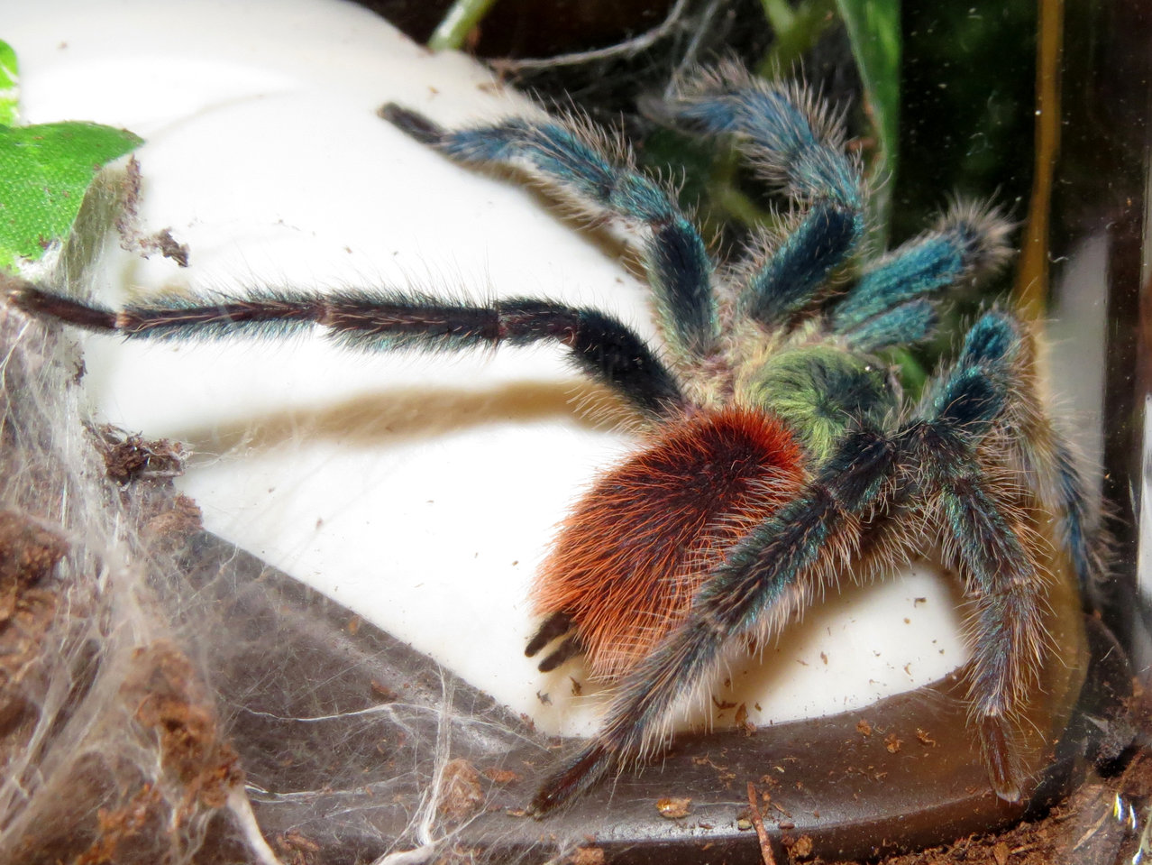 Mature Male Dolichothele diamantinensis (3")