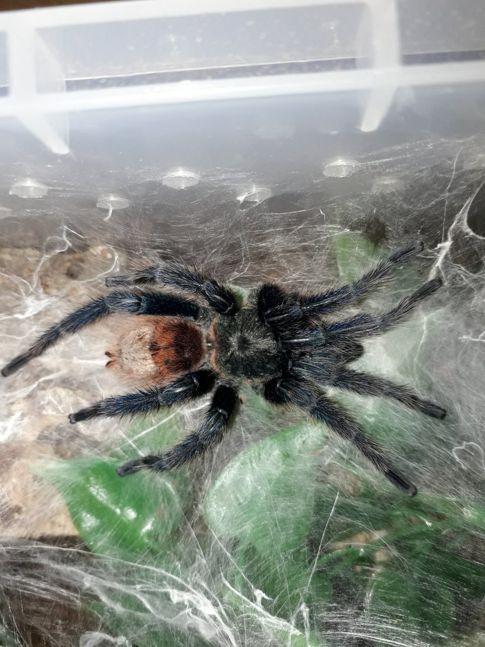 Mature Male GBB