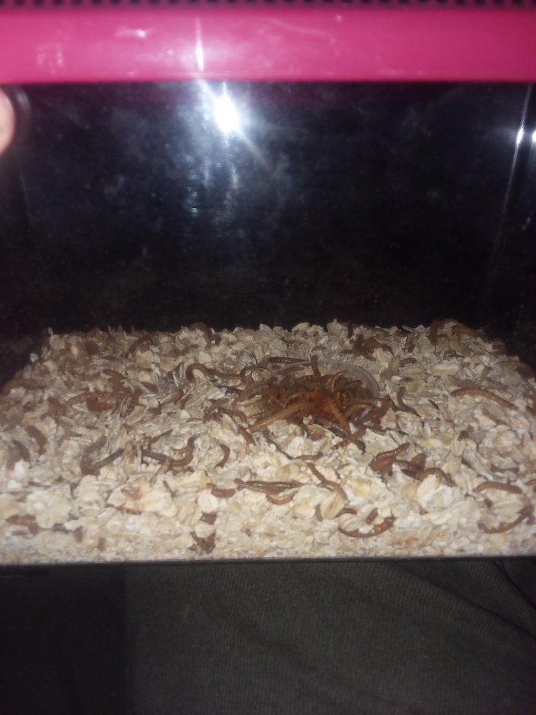 Mealworm Feeding