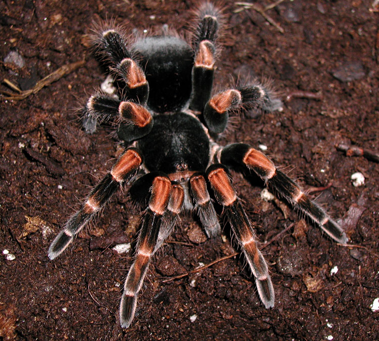 Megaphobema mesomelas