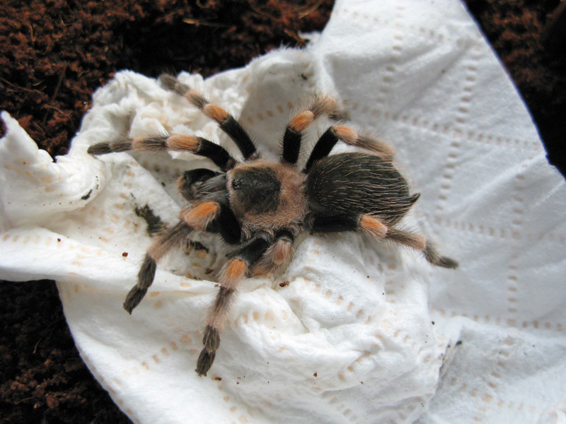 Mexican Red Knee Juvenile