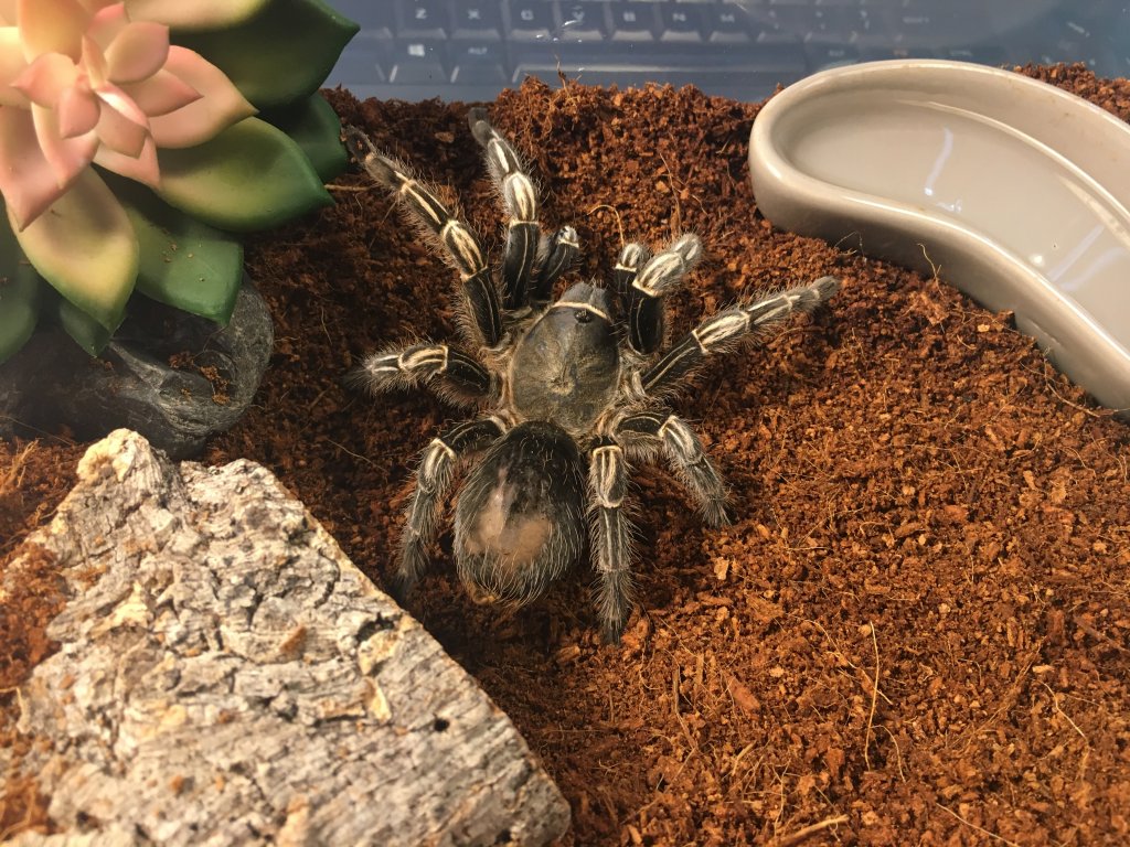 MF A. Seemanni