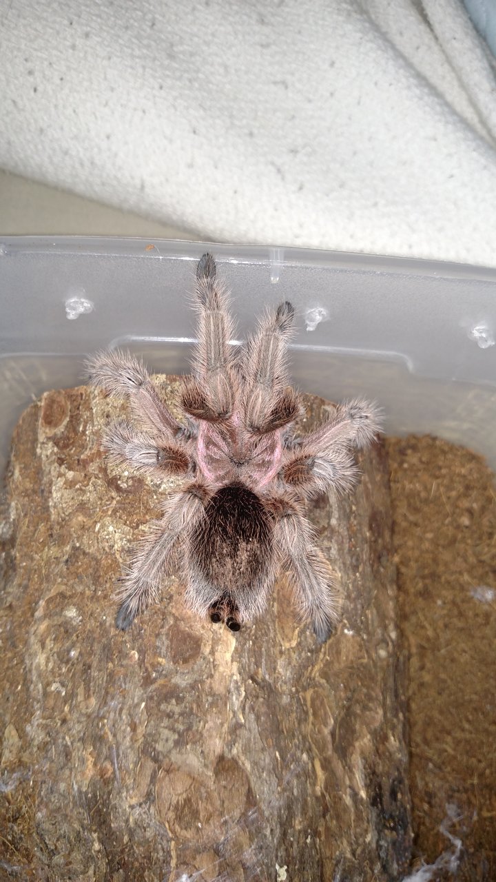 MF Grammostola