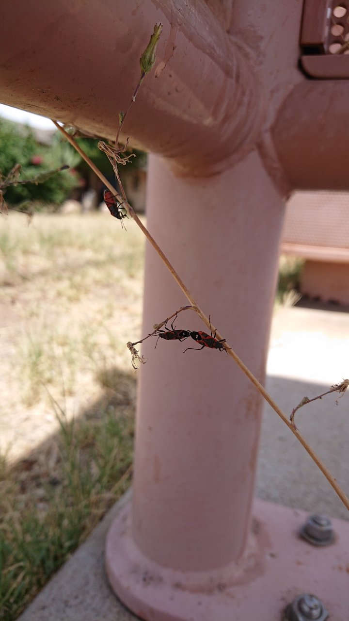 Milkweed beetles