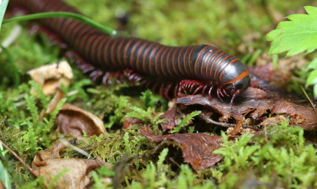 Millipede roaming the earth