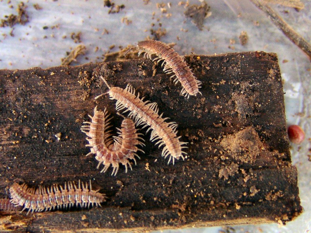 Millipedes