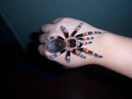 Mina" B. smithi