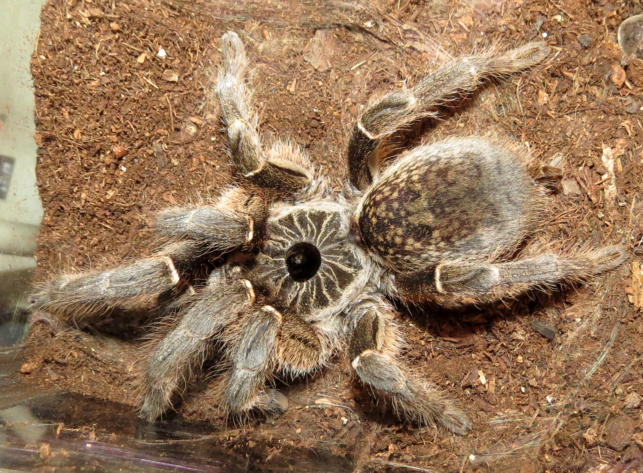 Miss Hissypants (♀ Ceratogyrus marshalli 5")