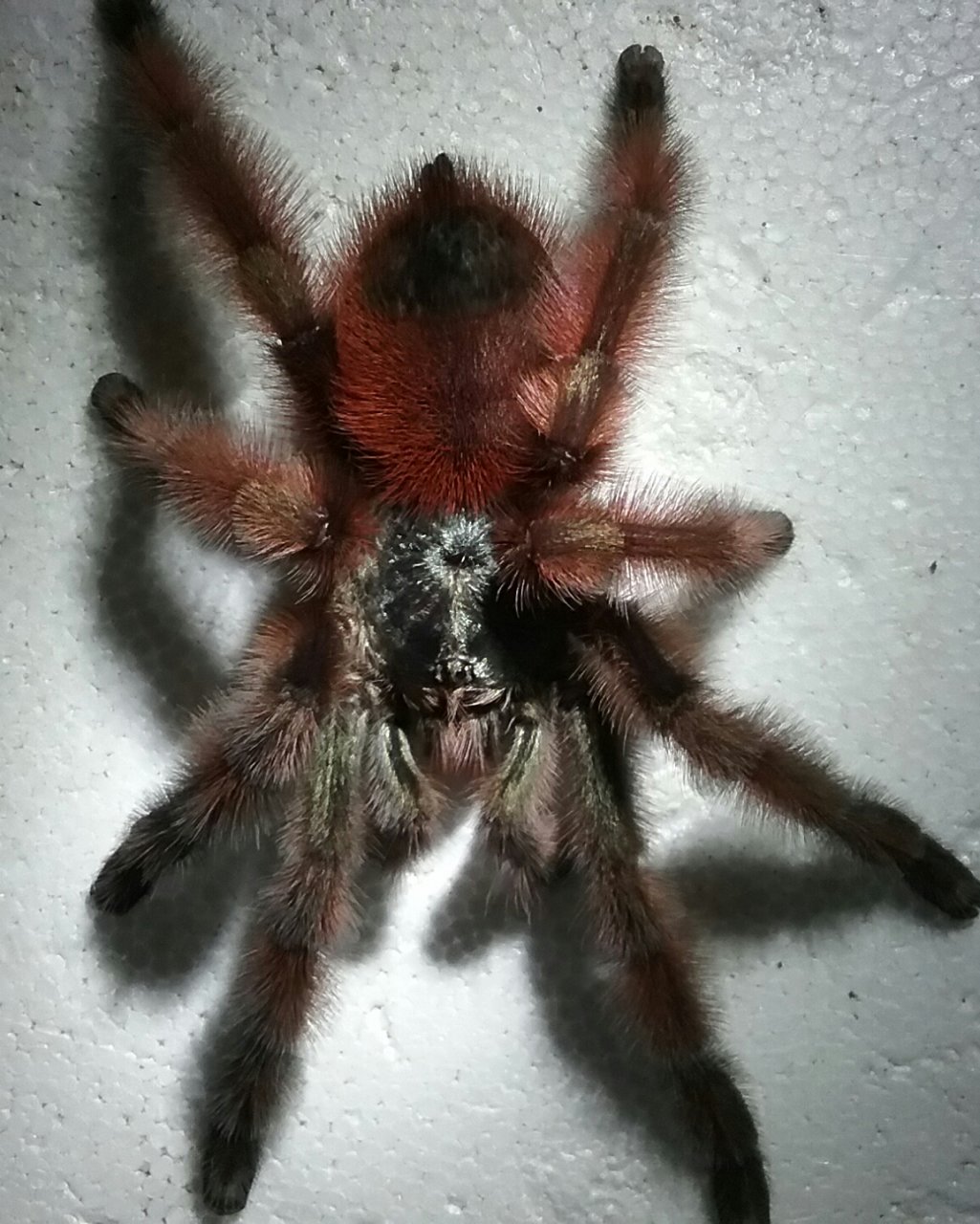 MM C. versicolor