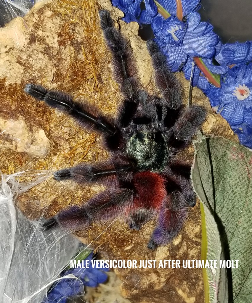 MM Caribena versicolor