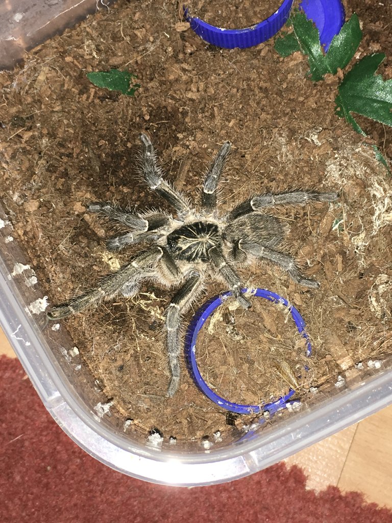 MM Ceratogyrus Meridionnalis