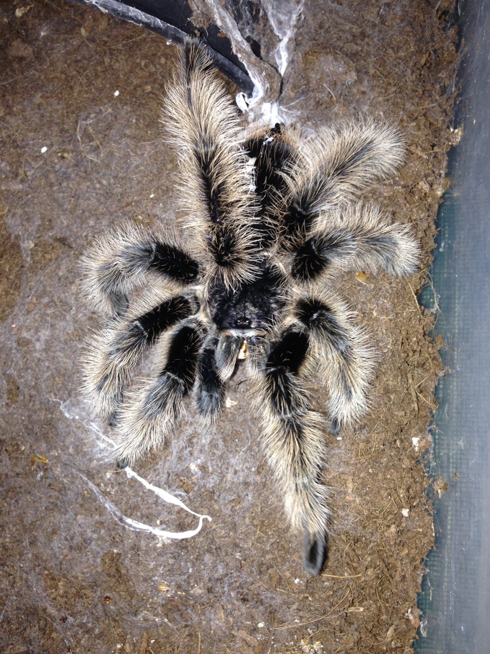 MM Sr. Floof 4 months since Final Molt