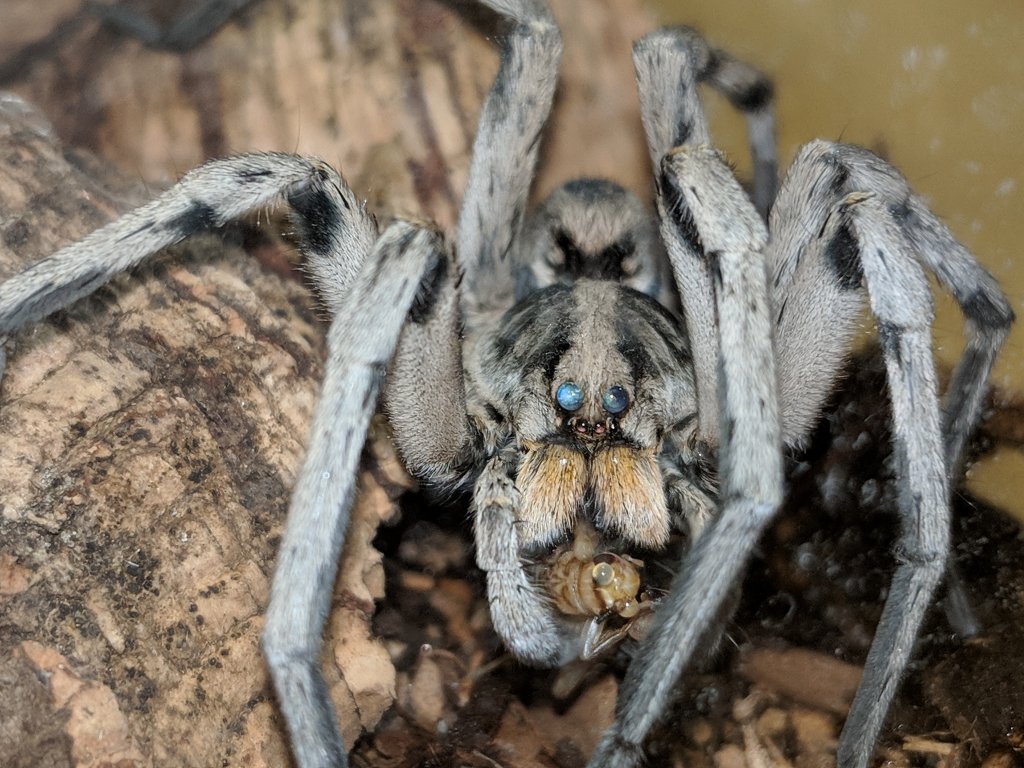 MM Wolf Spider