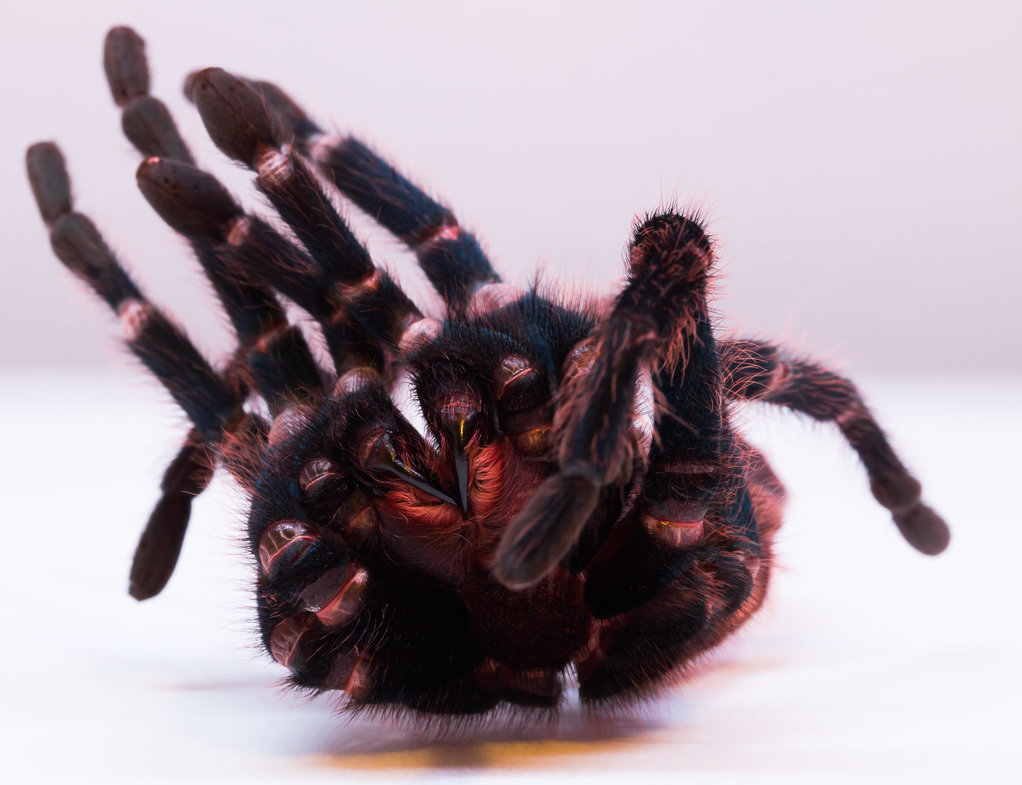 Molt from my Chromatopelma cyaneopubescens (GBB)