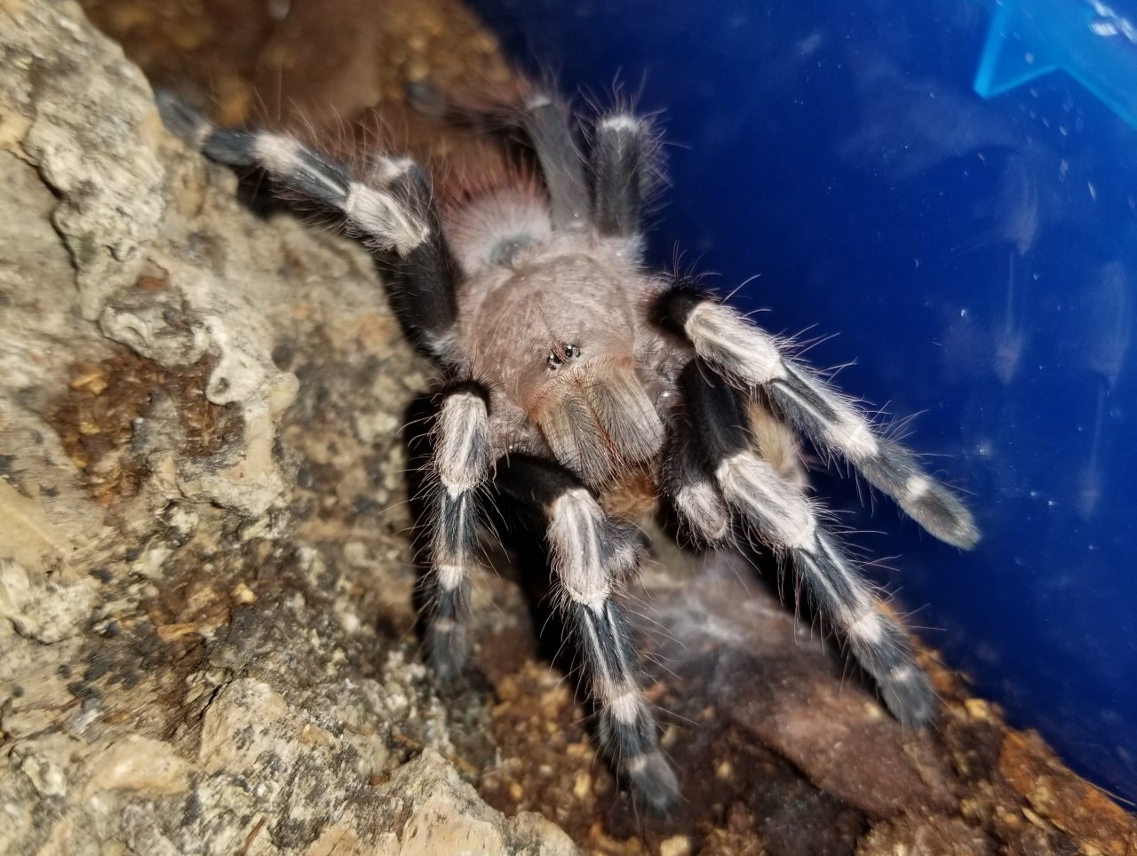 Molt Muncher