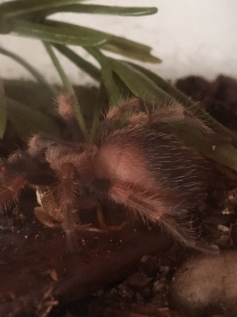 Molt number two on its way
