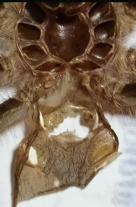 Molt of chaco