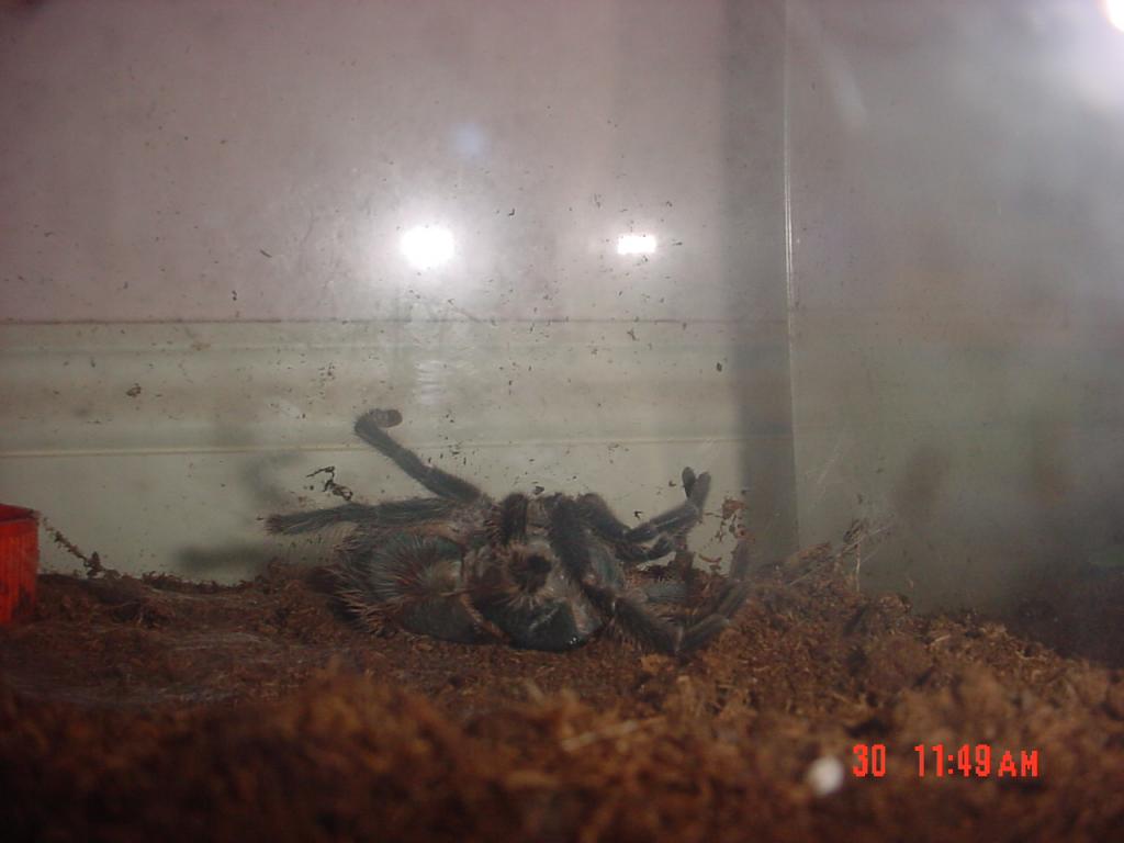 Molt process