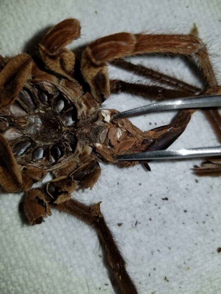 Molt Sex