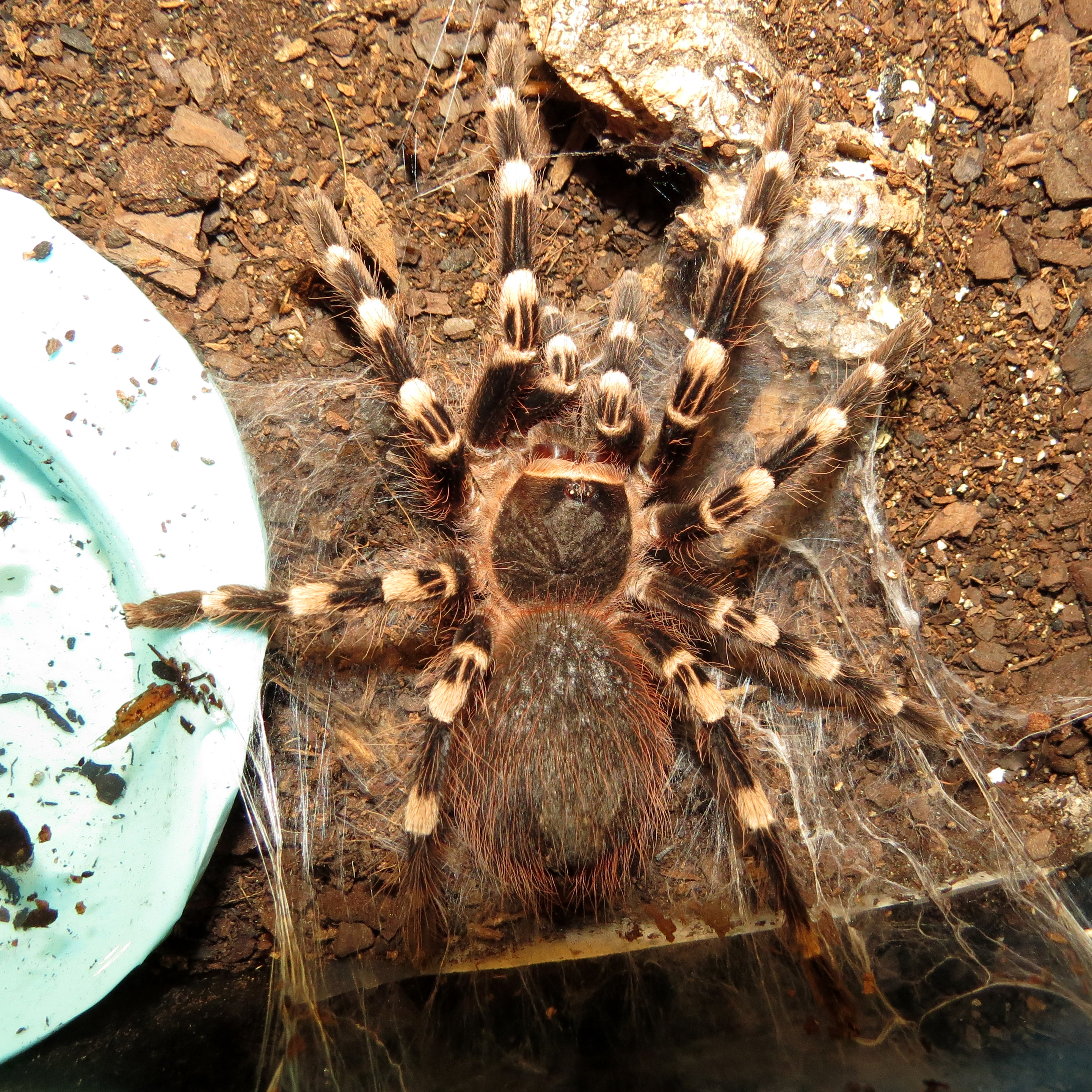 Molt Watch (♂ Acanthoscurria geniculata 4")