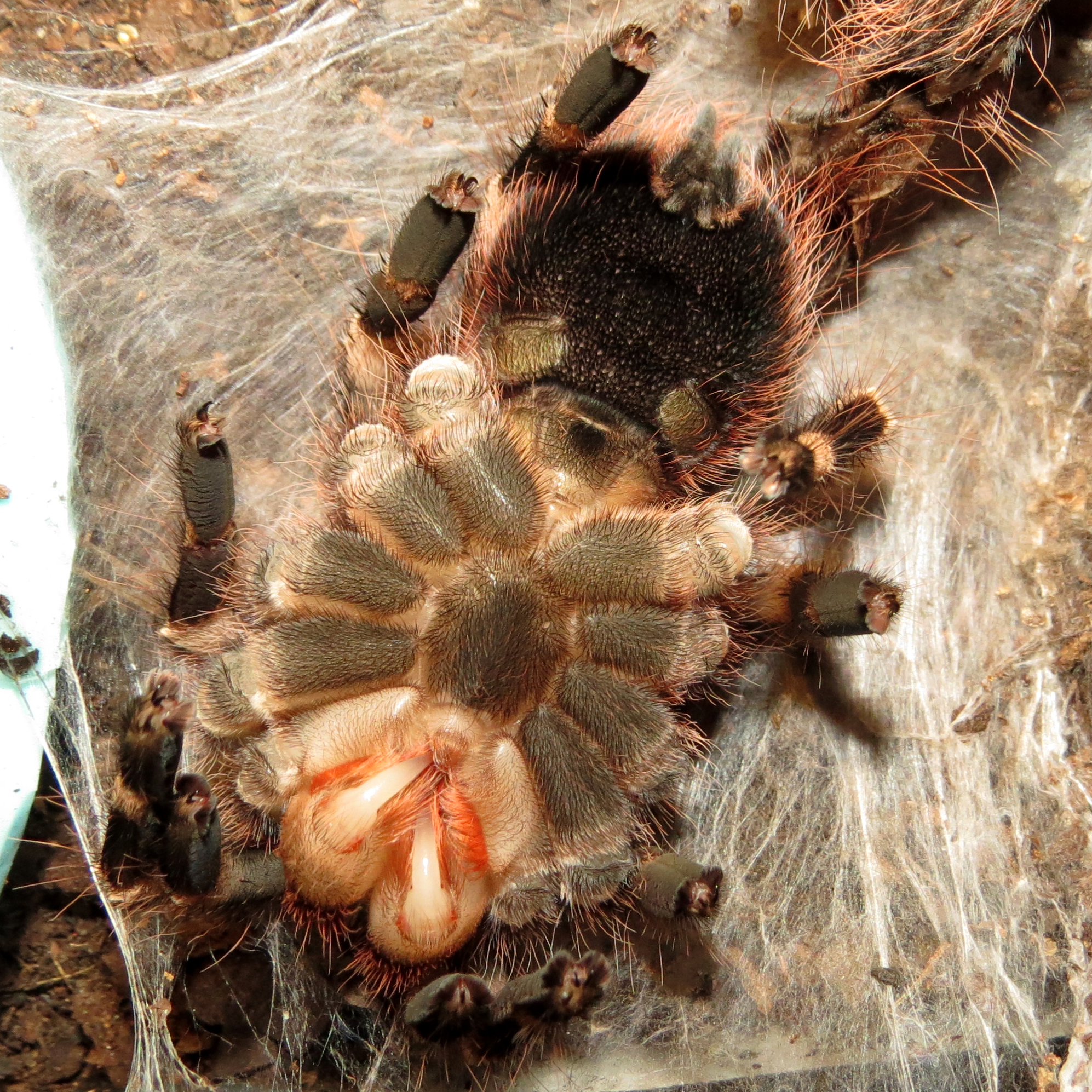 Molting Acanthoscurria geniculata (4") [4/4]