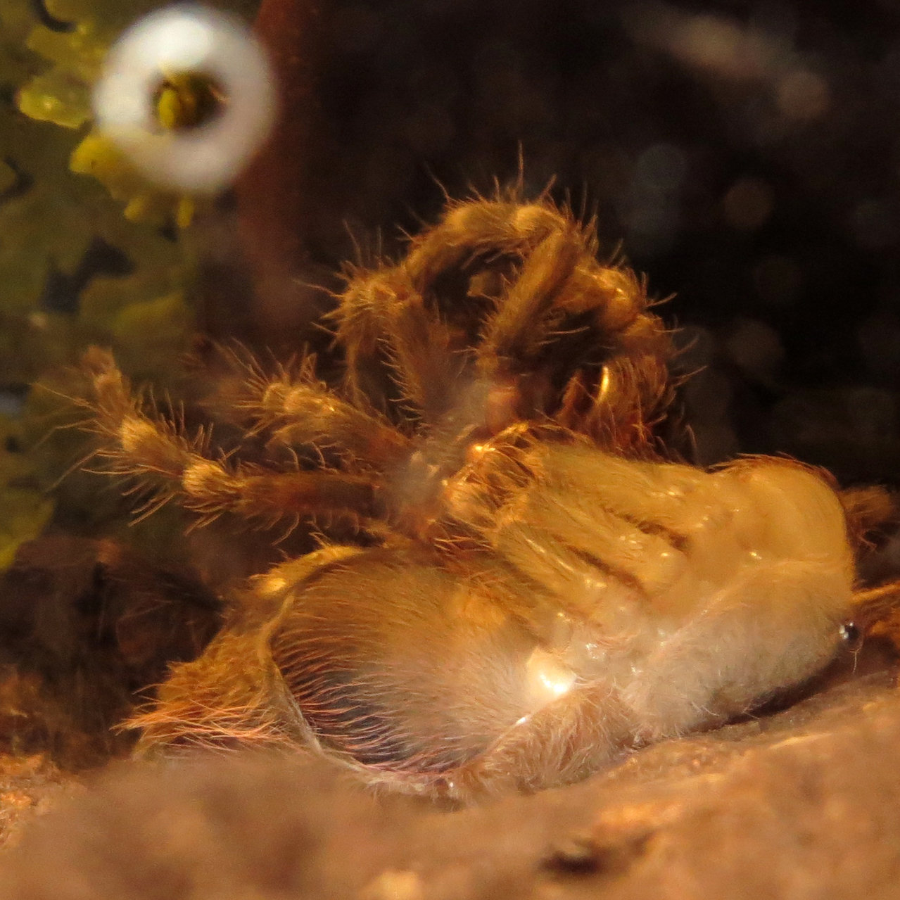 Molting Acanthoscurria geniculata Sling