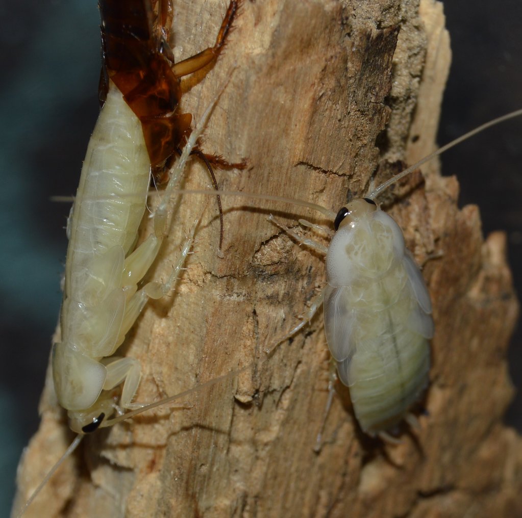 Molting and Freshly Molted P.pennsylvanica Nymphs