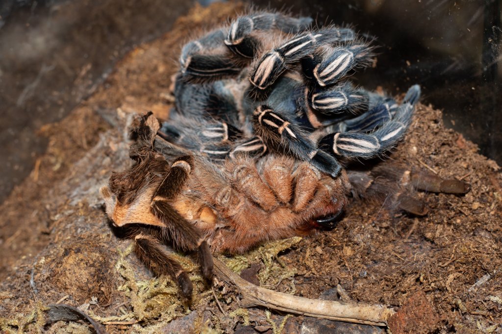 Molting Aphonopelma seemanni