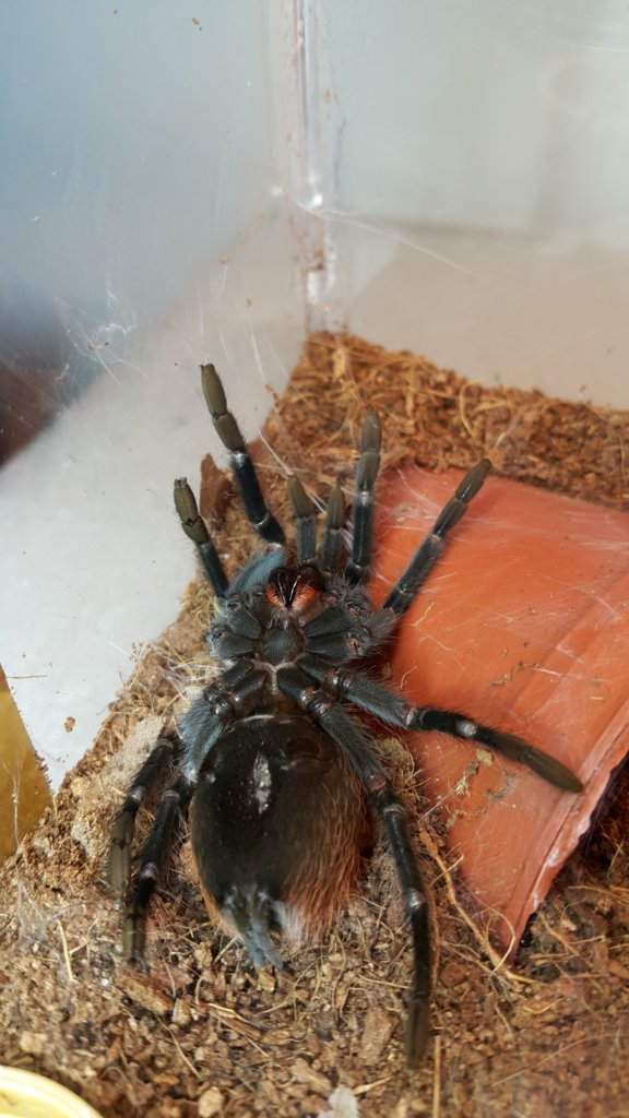 Molting Brachypelma vagans