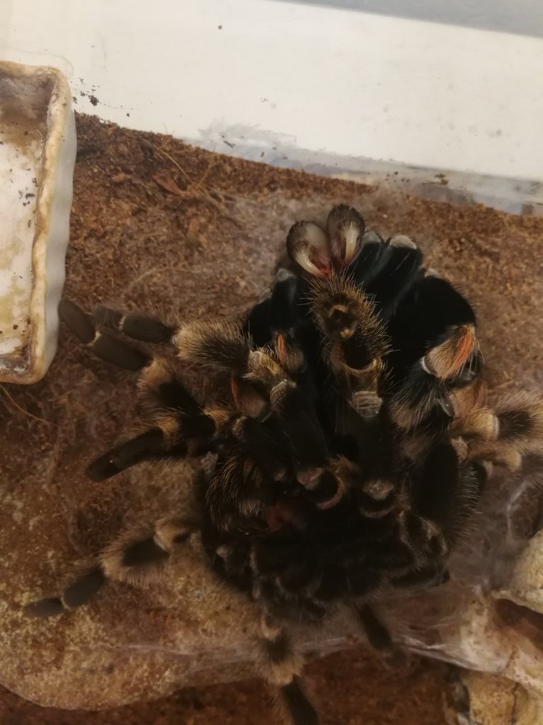 Molting process: in progress