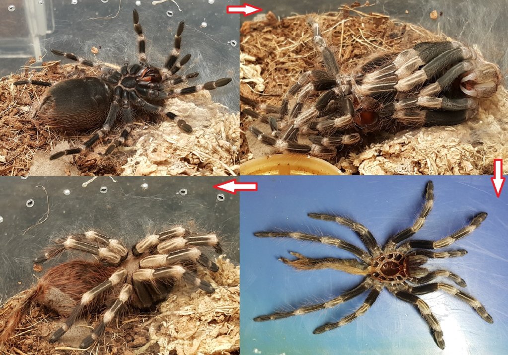 Molting Process