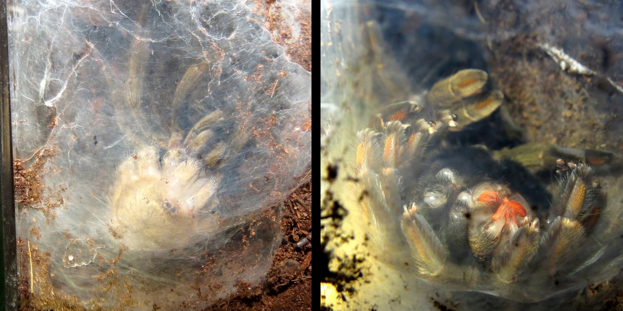 Molting Psalmopoeus cambridgei (Squirt)