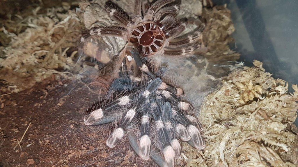 Molting time part 4
