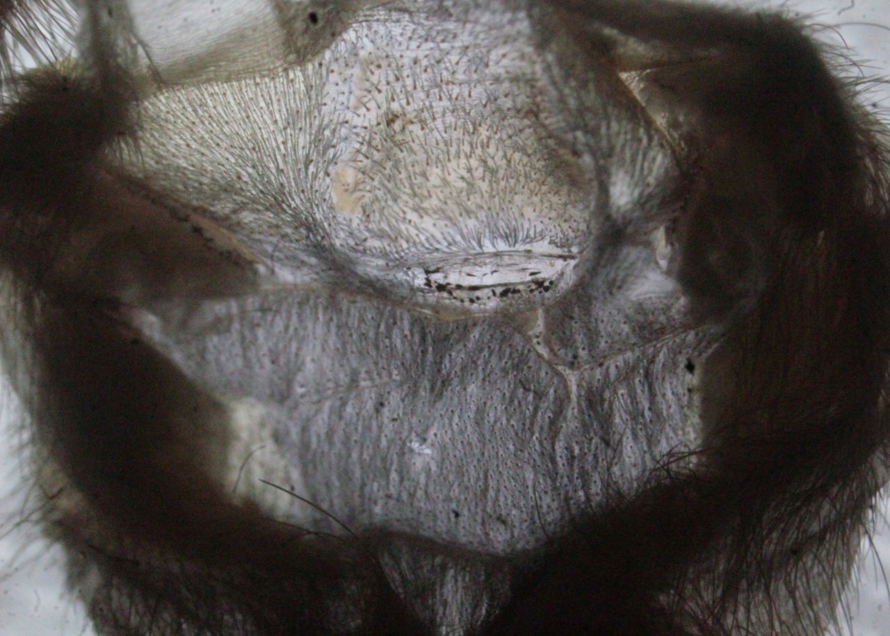 Monocentropus balfouri - 2 inches (Underlit)