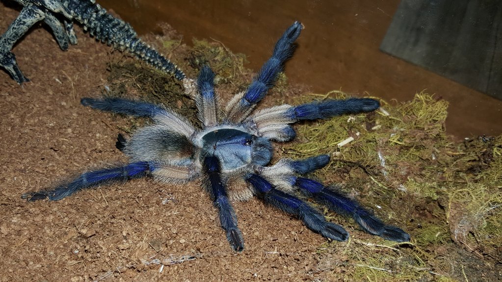 Monocentropus balfouri (Socotra Island Blue Baboon)