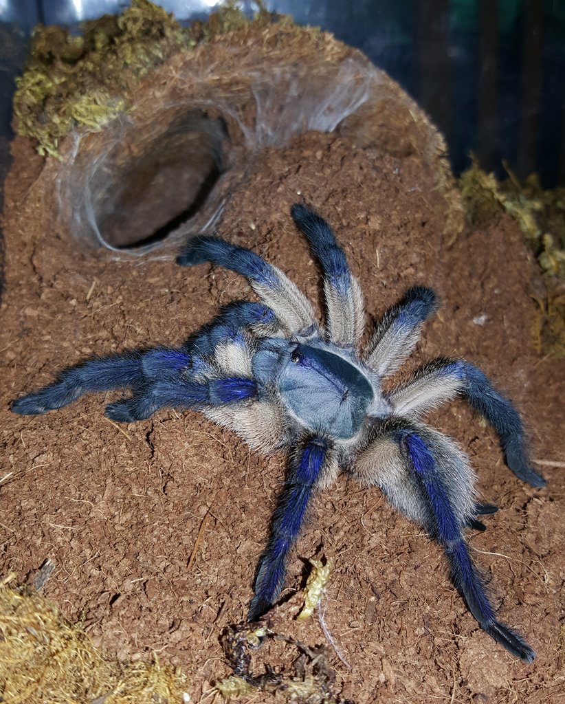 Monocentropus balfouri (Socotra Island Blue Baboon)