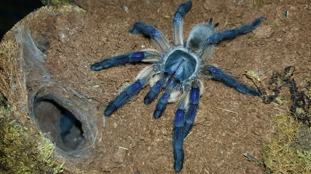 Monocentropus balfouri (Socotra Island Blue Baboon)