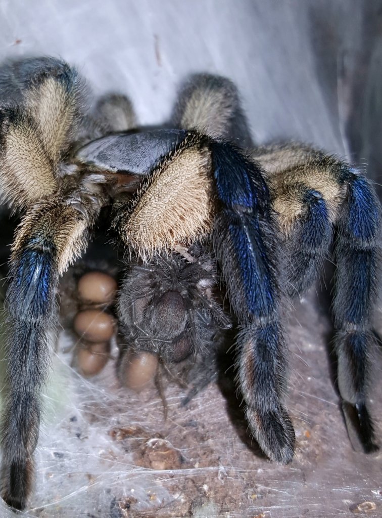 Monocentropus balfouri (Socotra Island Blue Baboon)