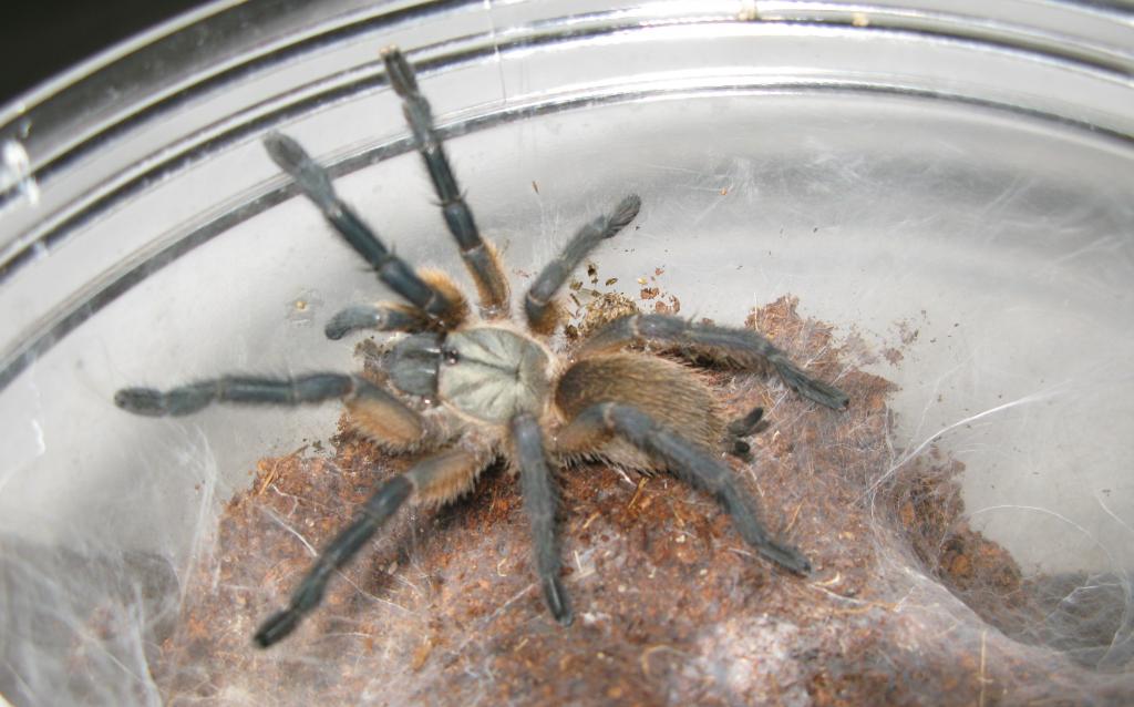 Monocentropus Balfouri