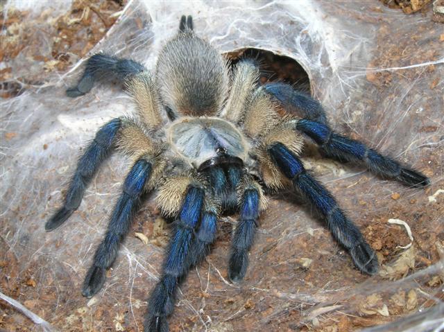 Monocentropus balfouri